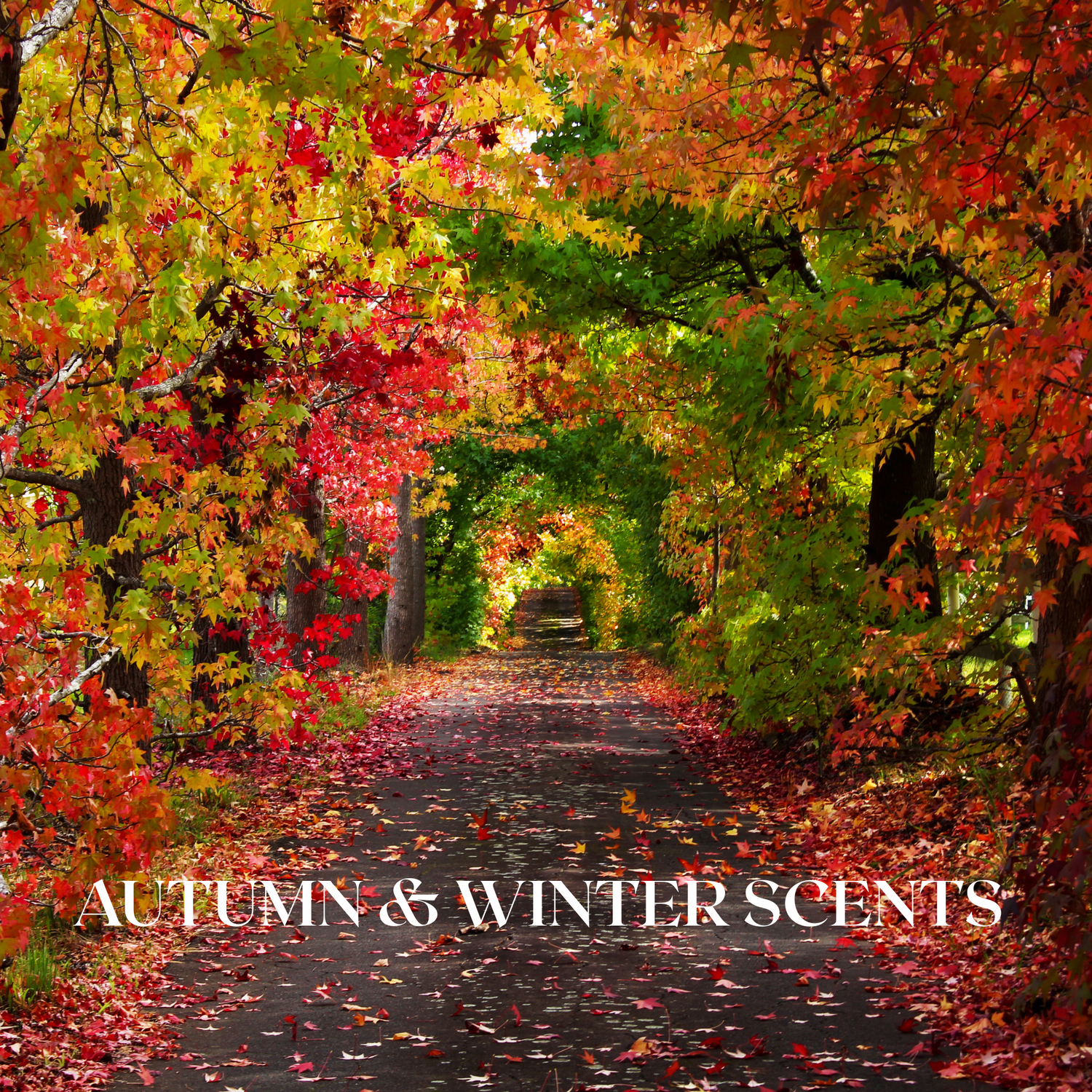Autumn & Winter Scents